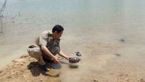 Rescued turtles being released into their habitat