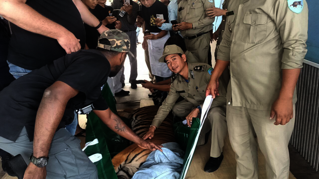 The transportation of rescued tiger, Roy.