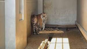 Two tigers who were donated to the WRRT