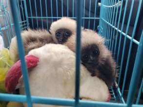 Baby gibbons saved from petrol station, March 2022