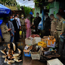 200+ lbs. of wildlife parts seized in a Sept. raid