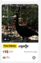 Peafowl advertised for sale on e-commerce site