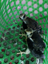 The Team has rescued dozens of raptors this year