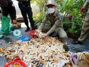 Wildlife products seized from trader