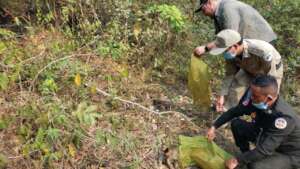 Rescued macaques released back into the jungle