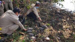 Releasing turtles rescued from trader