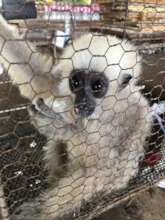 Baby Gibbon rescued from Battambang