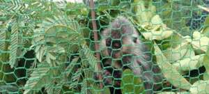 Endangered silvered langur rescued July 2022