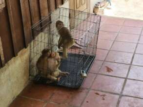 When not being filmed, macaques live in tiny cages