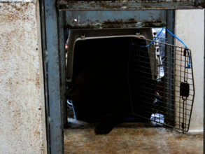 Rescued sun bear entering enclosure at Phnom Tamao