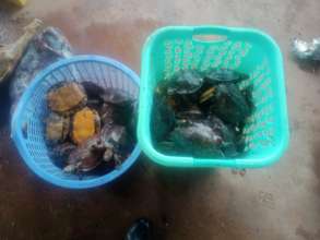 Dozens of Asian leaf turtles were saved