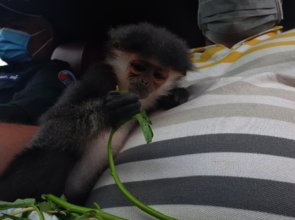 Black-shanked douc langur enroute to Phnom Tamao