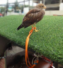 Young black-shouldered kite on a tuk-tuk