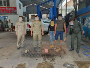 Civet and marten seized from garage in Phnom Penh