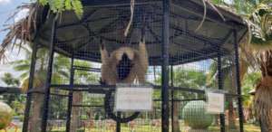 Gibbon freed after citizen's Facebook report