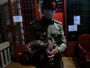 Injured pangolin taken to Phnom Tamao