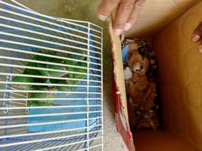 Rescued baby parakeets and black-shouldered kites