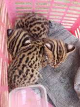 Leopard cat kittens rescued from Rattanakiri