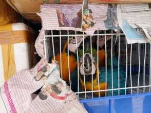 Macaws found in van transporting over 300 animals