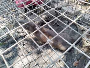 Otter in Kampong Cham prior to rescue