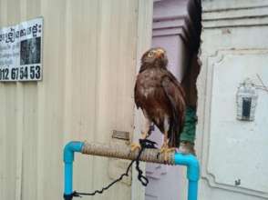 Rufous-winged buzzard kept as pet in restaurant