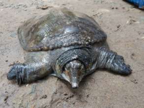 Asiatic softshell turtle rescued from restaurant