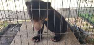 Sun bear rescued from illegal zoo by WRRT