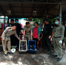 Turtles rescued from Phnom Penh restaurant