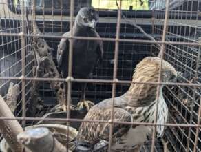 Crested eagles rescued from petrol station