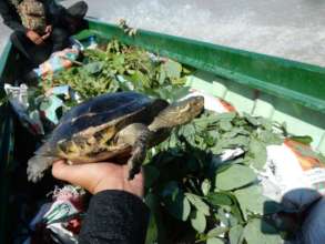 50 yellow-headed temple turtles rescued
