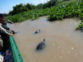 Critically Endangered turtles return to the wild