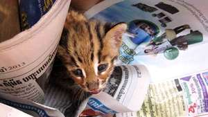 Rescued Leopard Cat Kitten