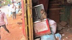 Macaque Kept in Appalling Conditions