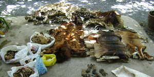 Confiscated Endangered Animal Parts