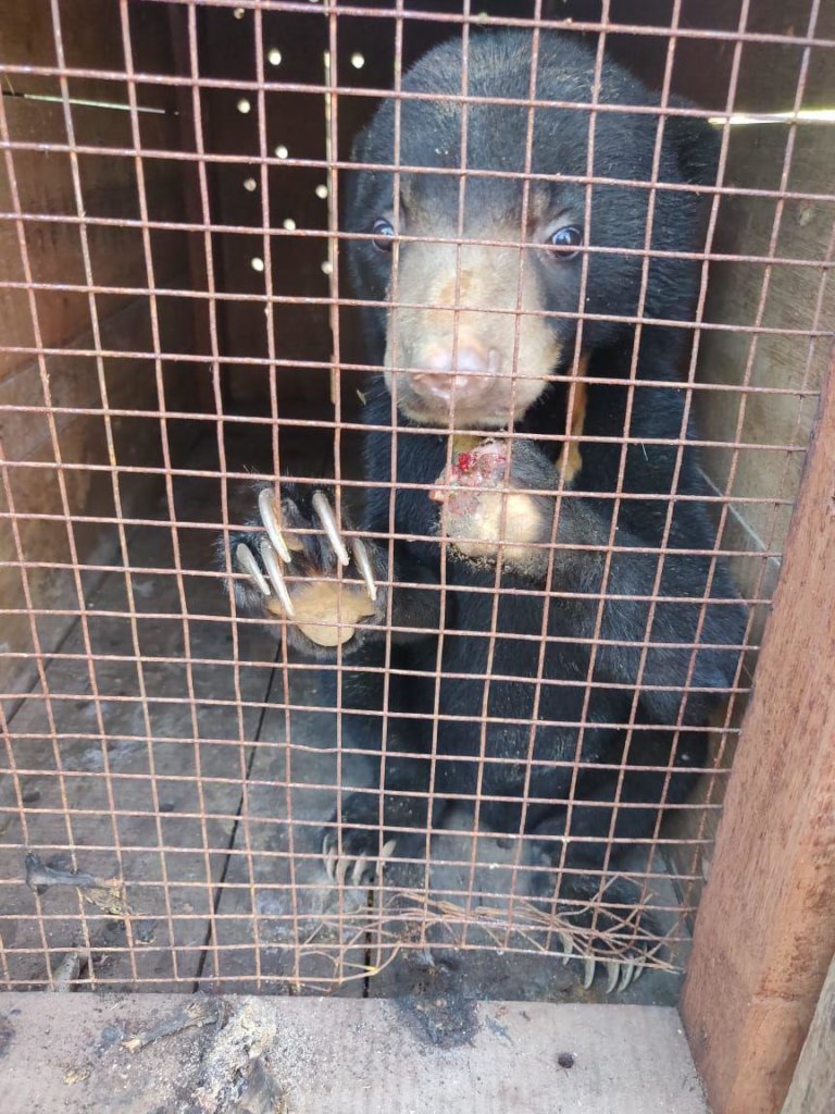 Help Stop Illegal Wildlife Trafficking