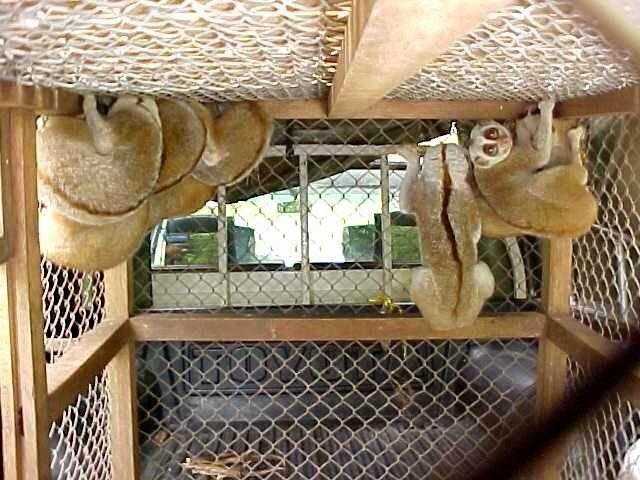 Help Stop Illegal Wildlife Trafficking