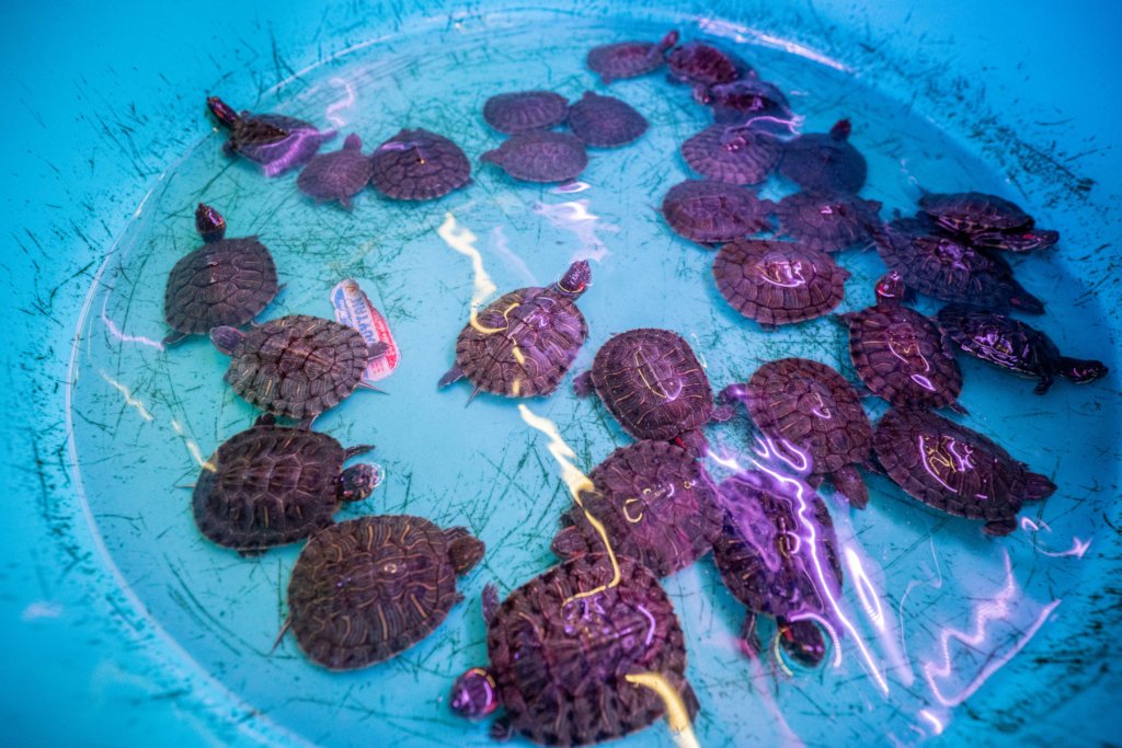 Help Stop Illegal Wildlife Trafficking