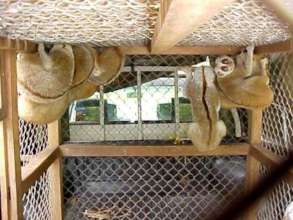 Rescued Slow Loris Group