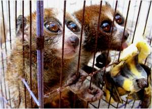 Pygmy Slow Lorises