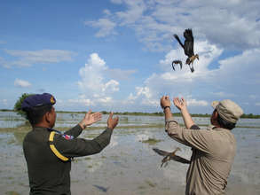 Team Members Release Whistling Ducks