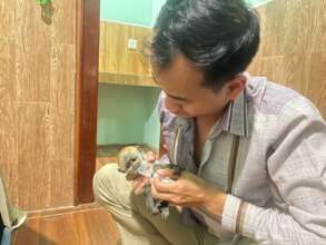 Feeding a rescued baby douc langur