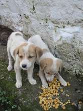 Hungry malnourished puppies who lost their mom