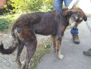 A dog with mange getting treatment