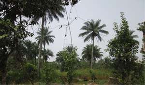 Subsistence farming impacts
