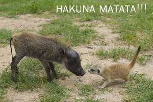 Baby Timon and baby Pumbaa