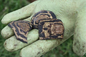 Poor left overs of a Leopard Tortoise