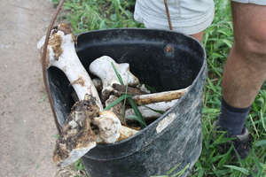 Bucket of bones! Yum!