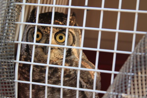 Looking so surprised!DAKTARI will take care of you