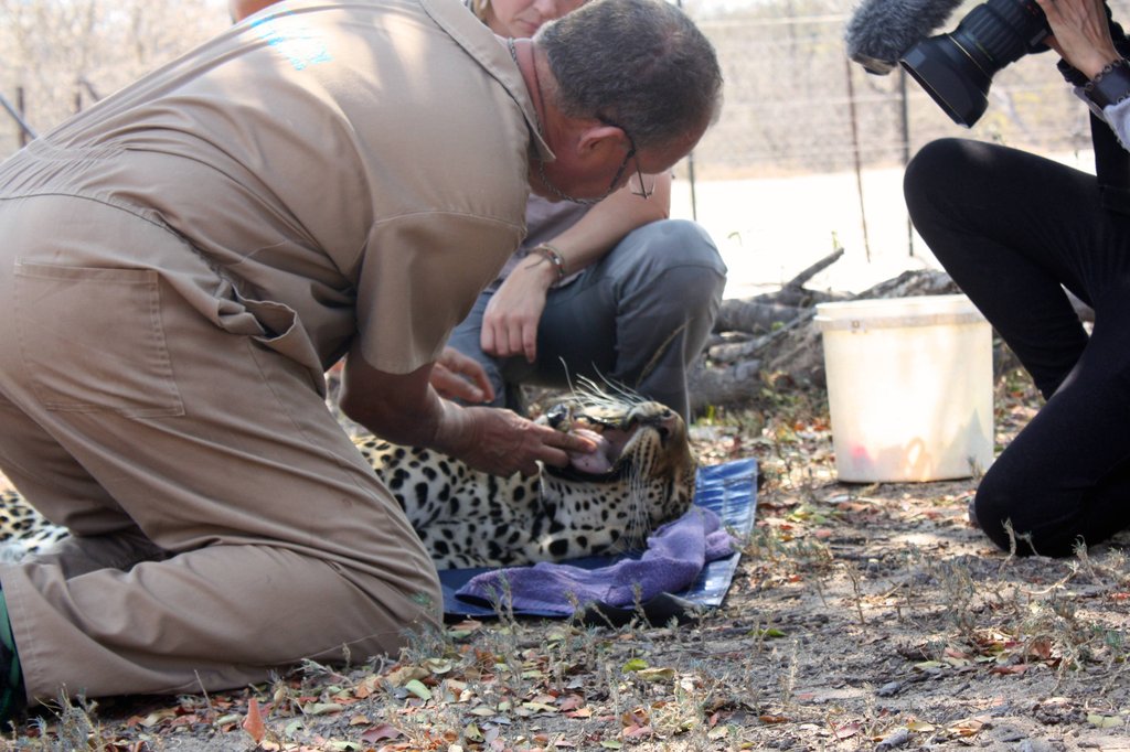 Wildlife vet, Peter, checks Shiloweni's teeth