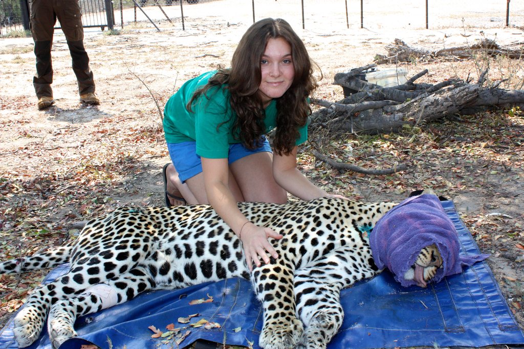 Marketing volunteer, Amy, stroking the leopard